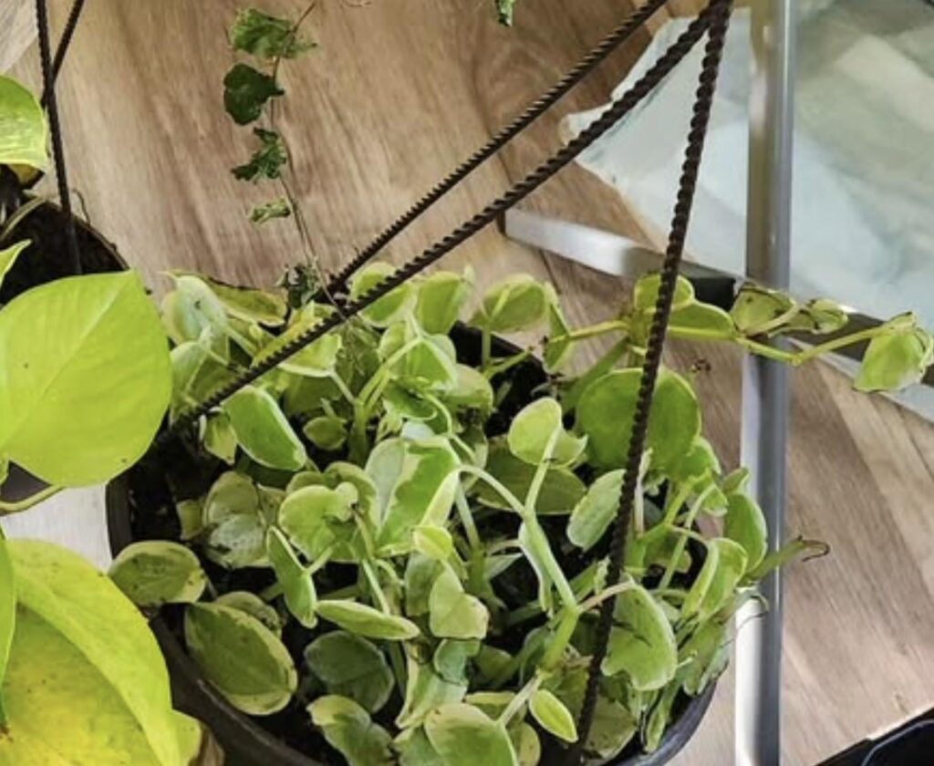 Spotted in a FB marketplace listing, hoya krimson queen?