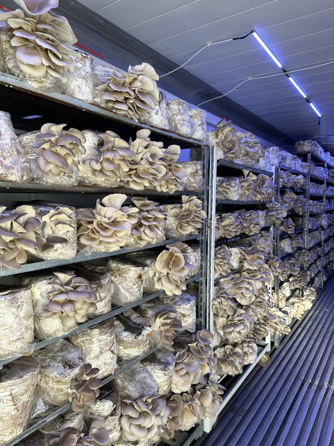 Growing mushrooms in a shipping container