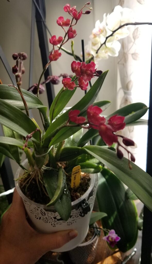 My Valentine orchid's blooming again