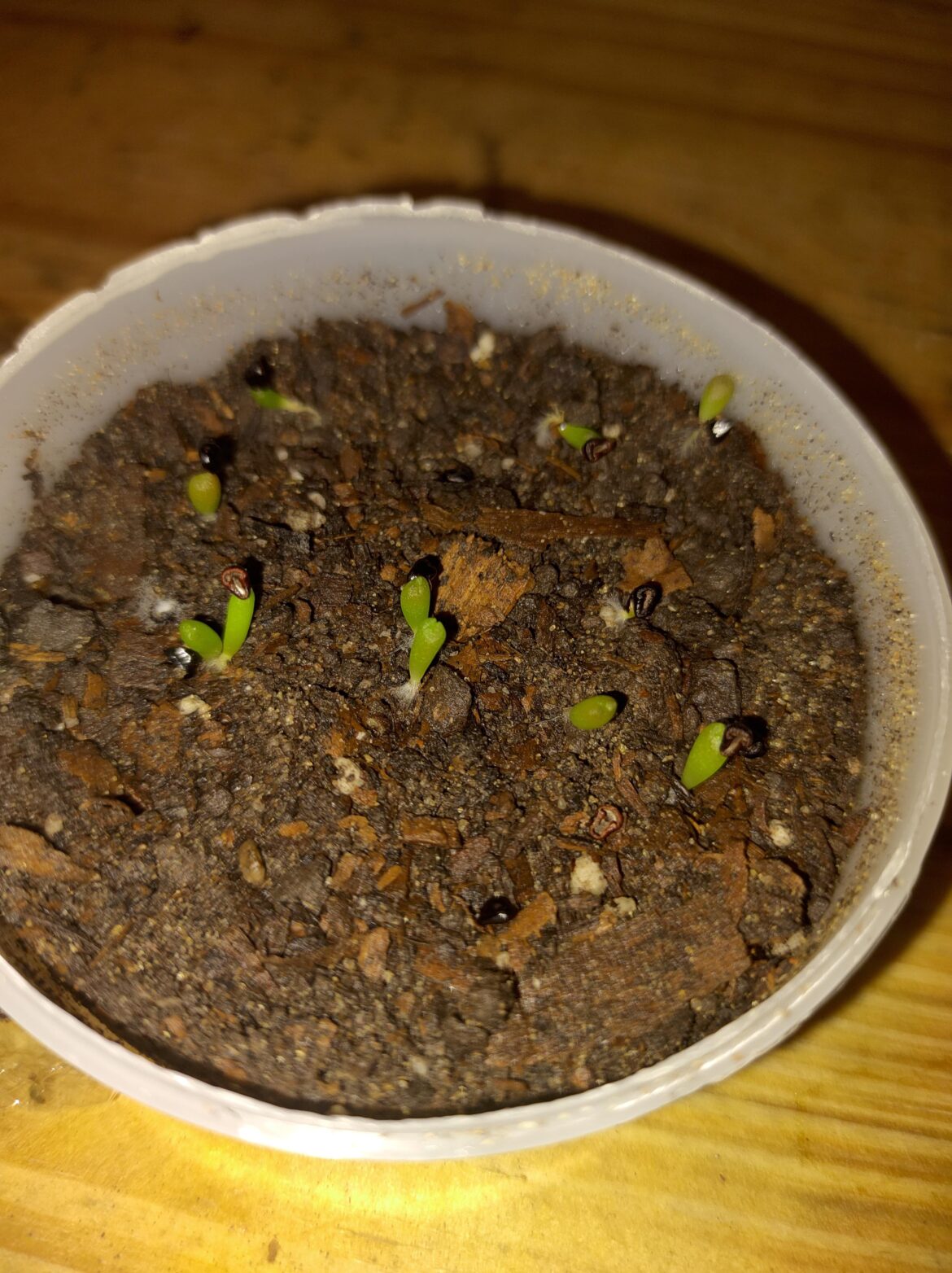 Germinating astrophytum for the first time