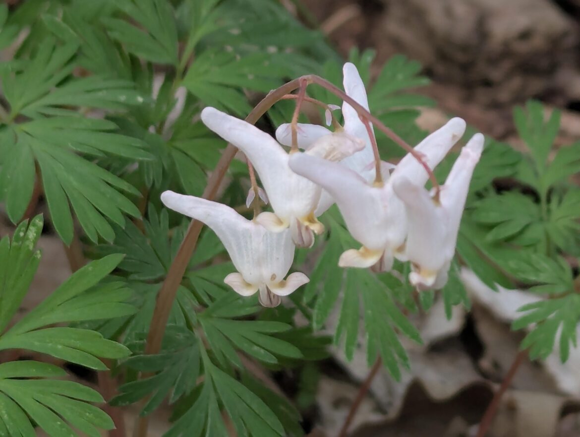 Ephemeral season is so close!! (Taken late March, 2025)