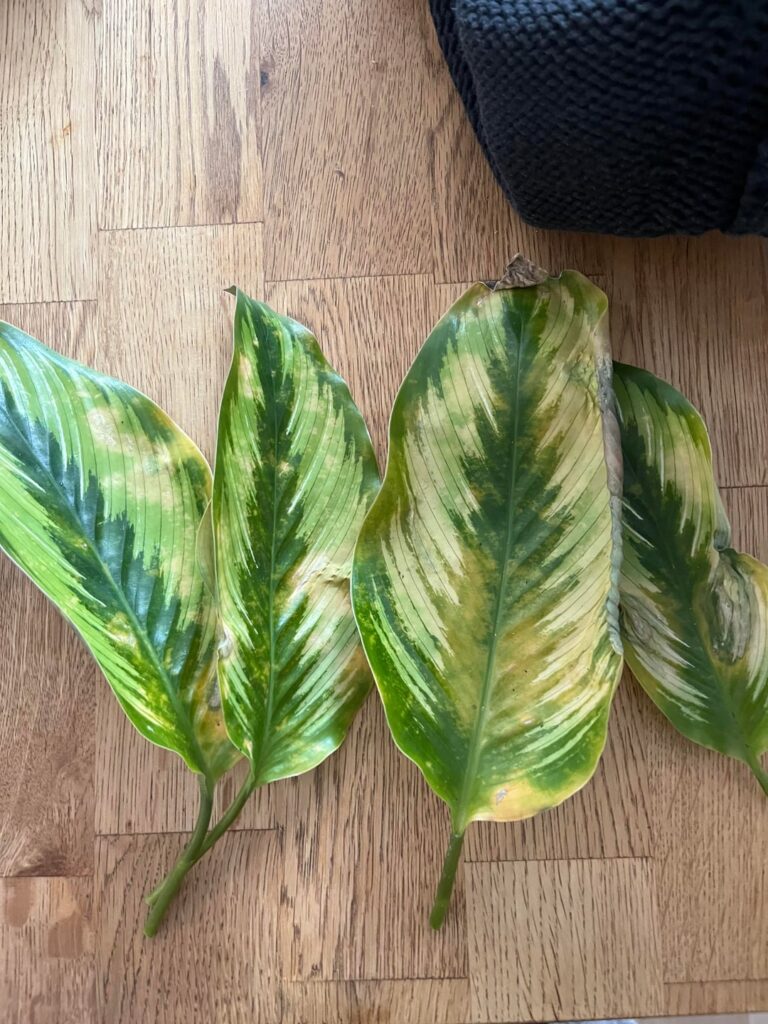 Could this have been caused by overwatering ?