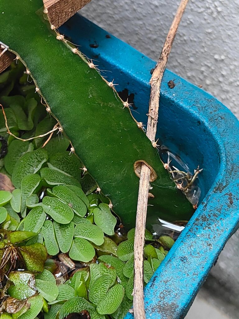 Accidentally growing this hylocelerus in pond...