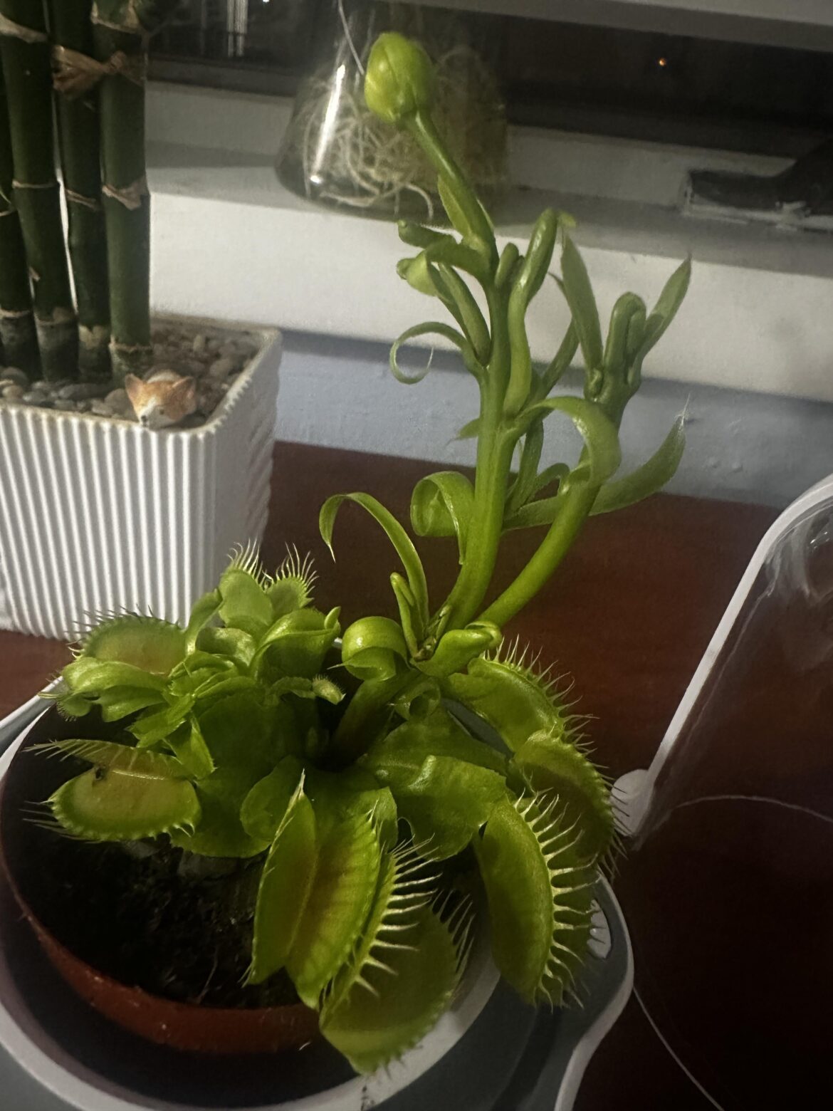 Interesting flowering