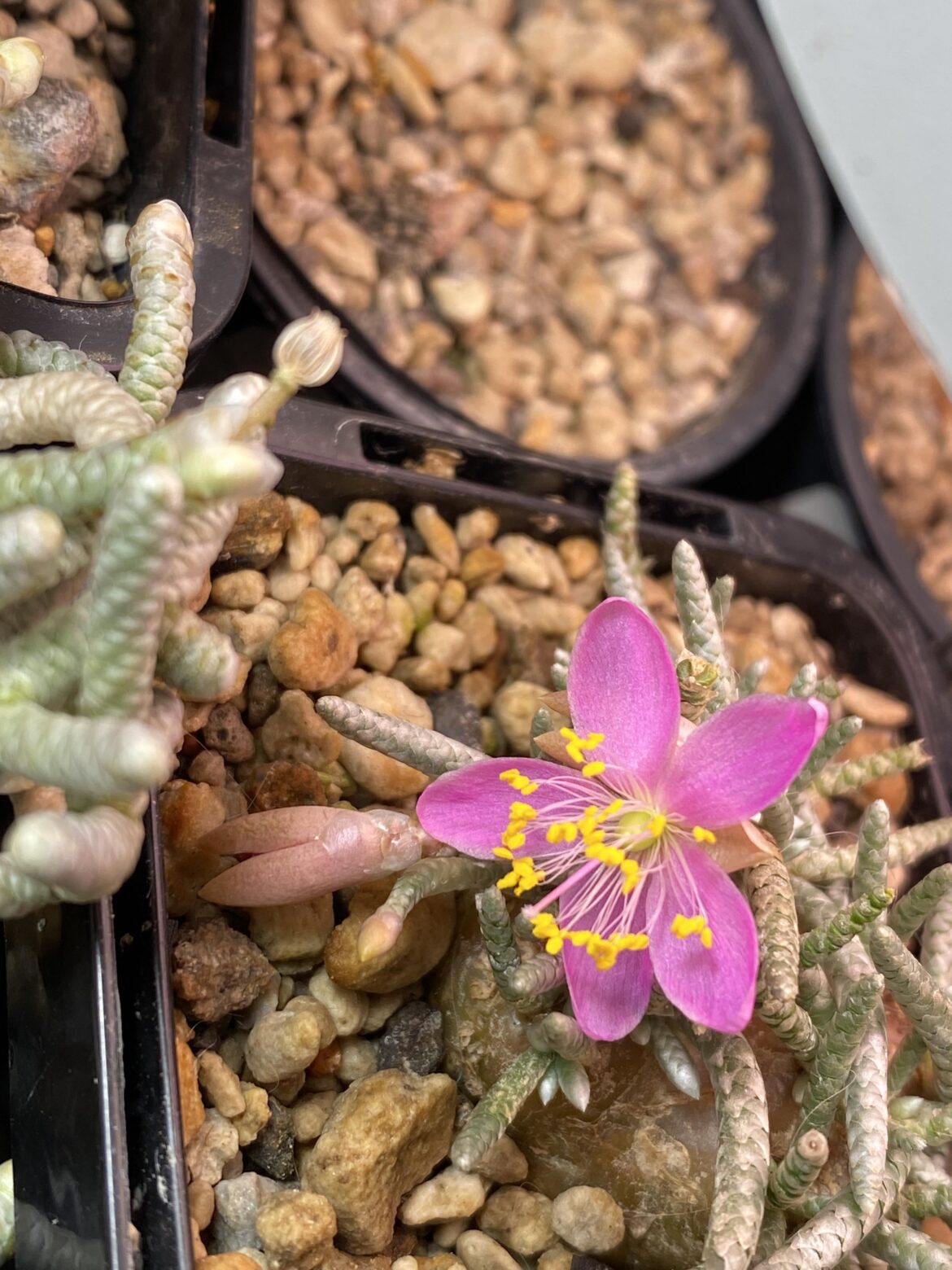 Avonia quinaria flowers are so lovely