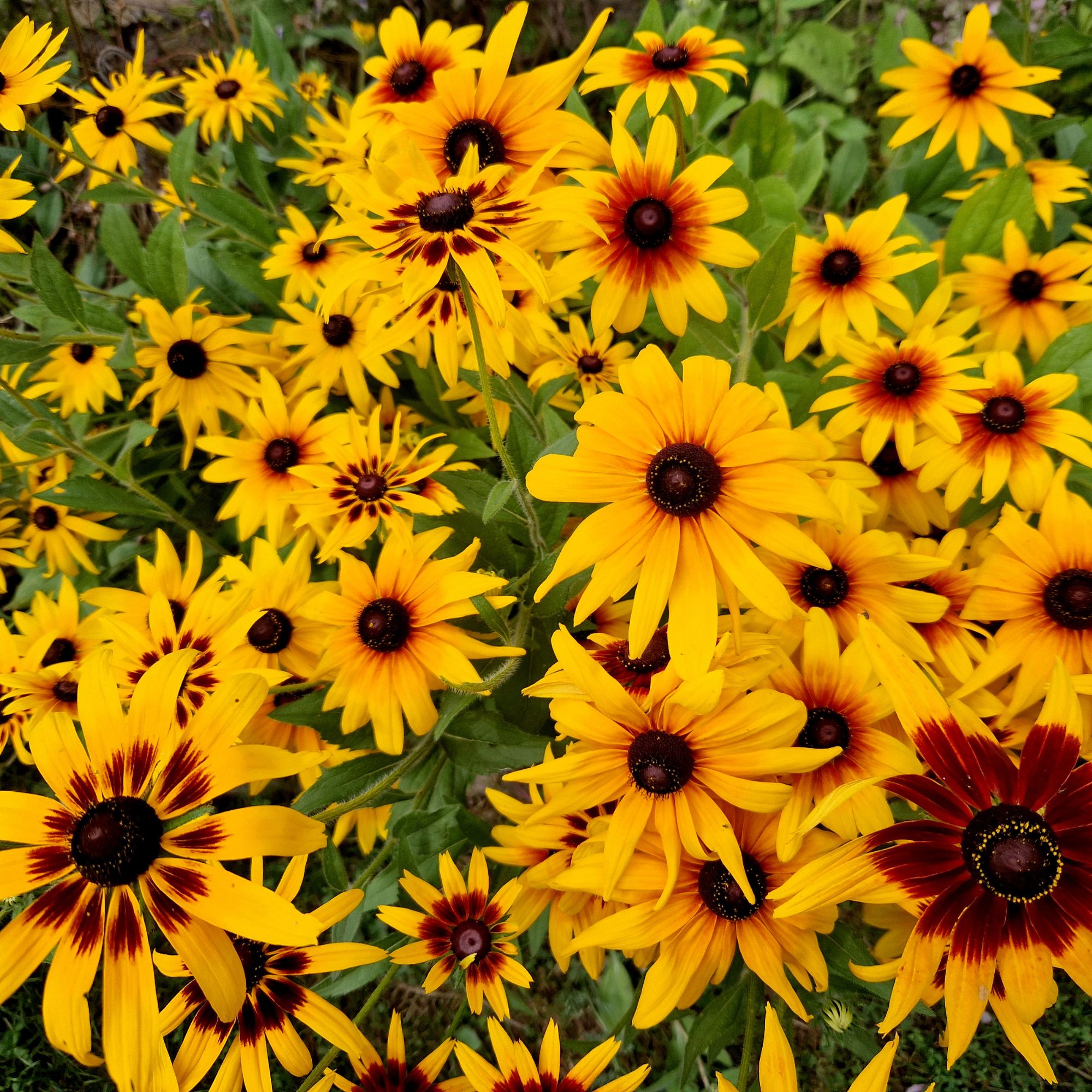 yellow rudbeckia perennial plant