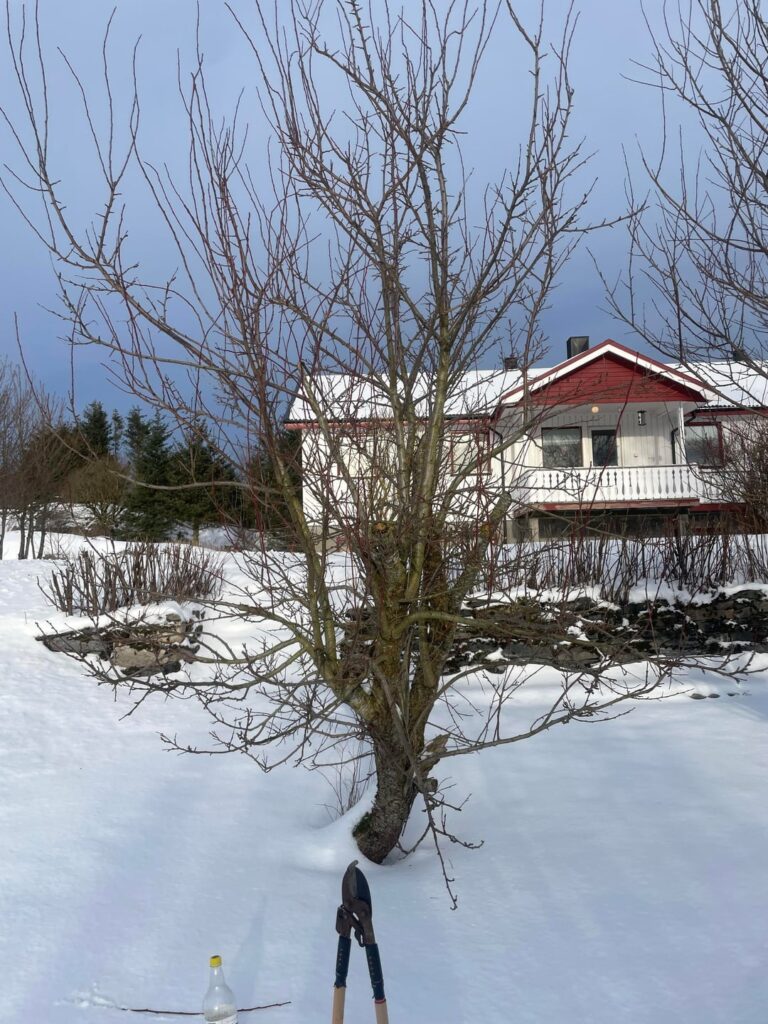 This is my first time owning fruit tree.