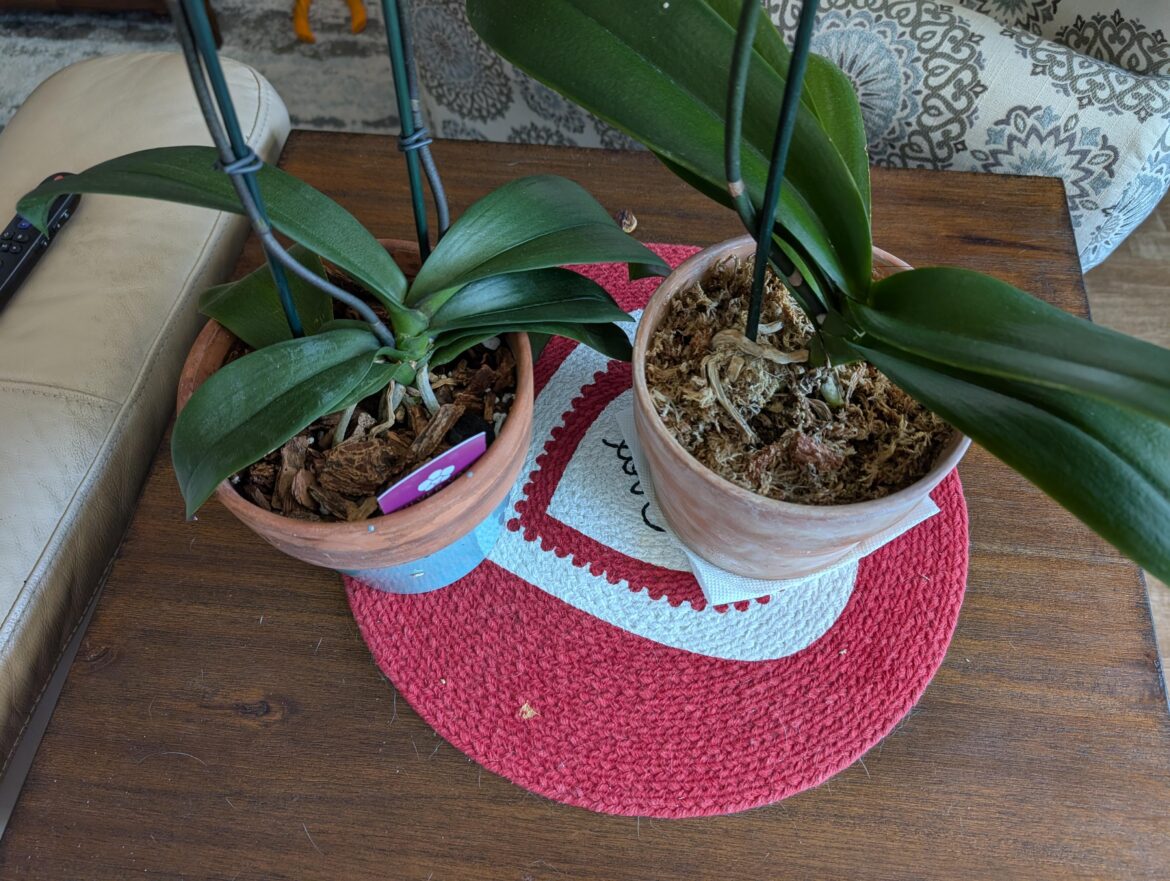 Why is everyone against moss?