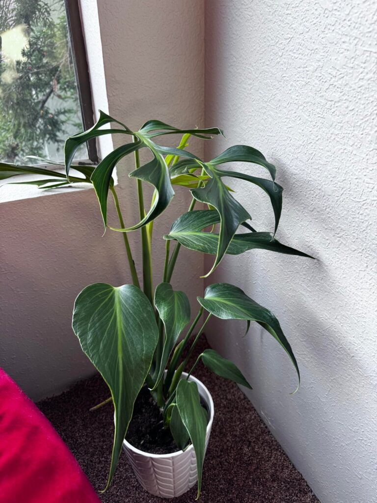 I got this Flame at homie depot yesterday for $40.