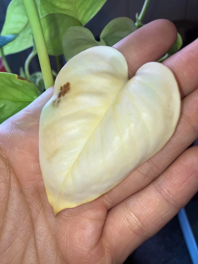 Golden or not? Golden or not?