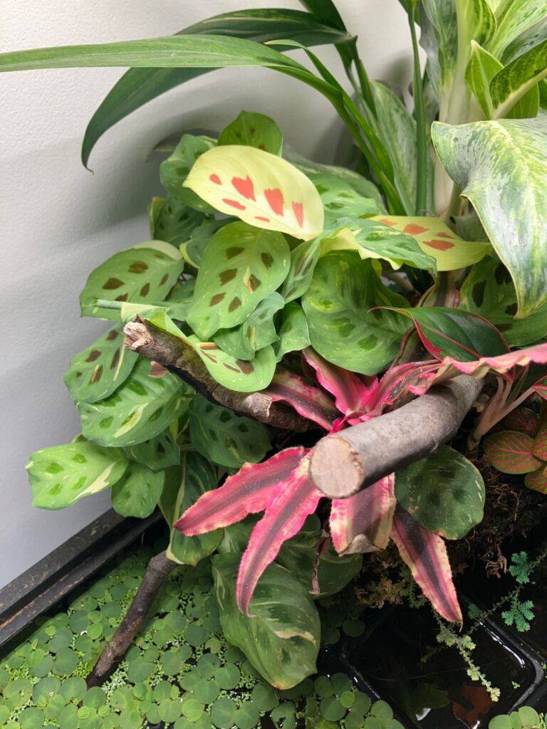Thought you guys might appreciate this variegated guy + ID request