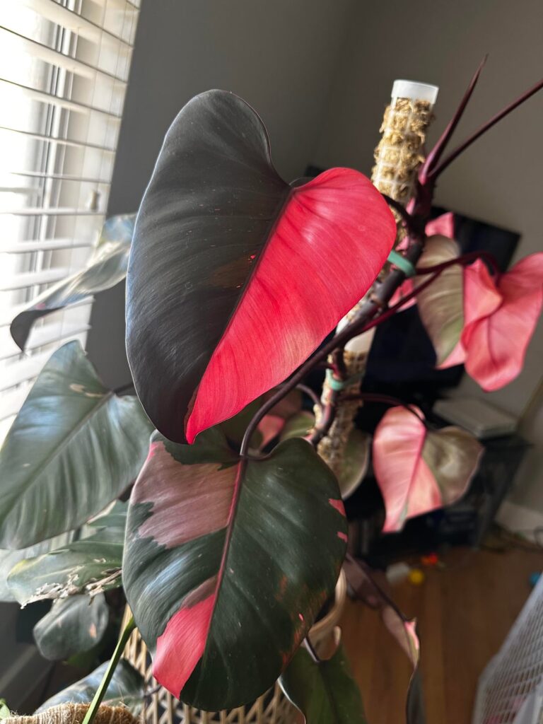 My favorite leaf on my Pink Princess😍