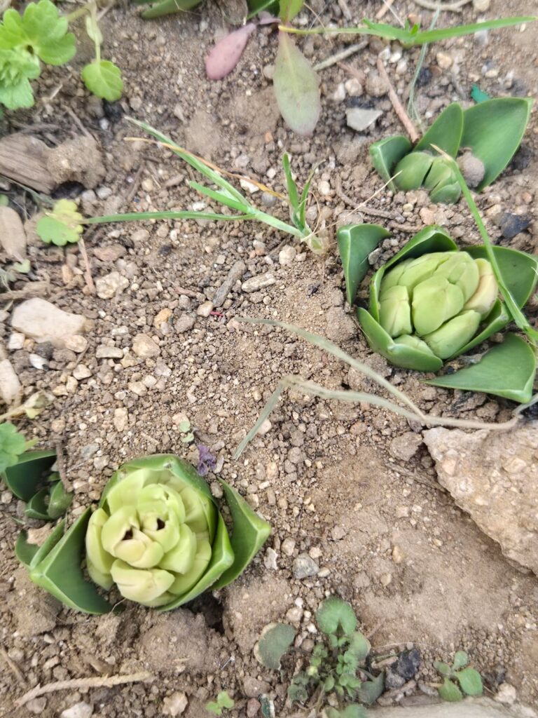 Found this growing on the side of my house