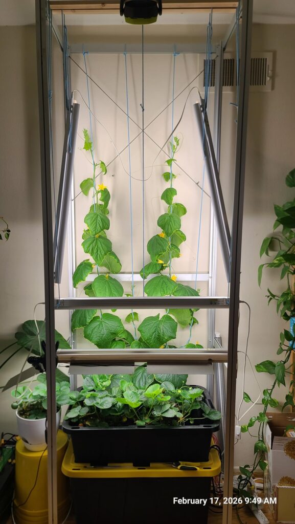 Ebb/Flow in my kitchen