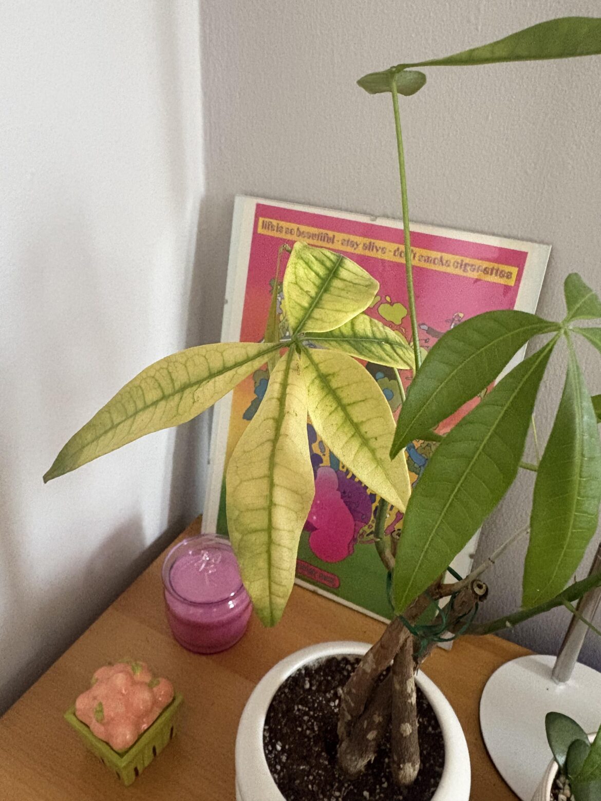 I didn’t know money trees came in lemon lime 😍