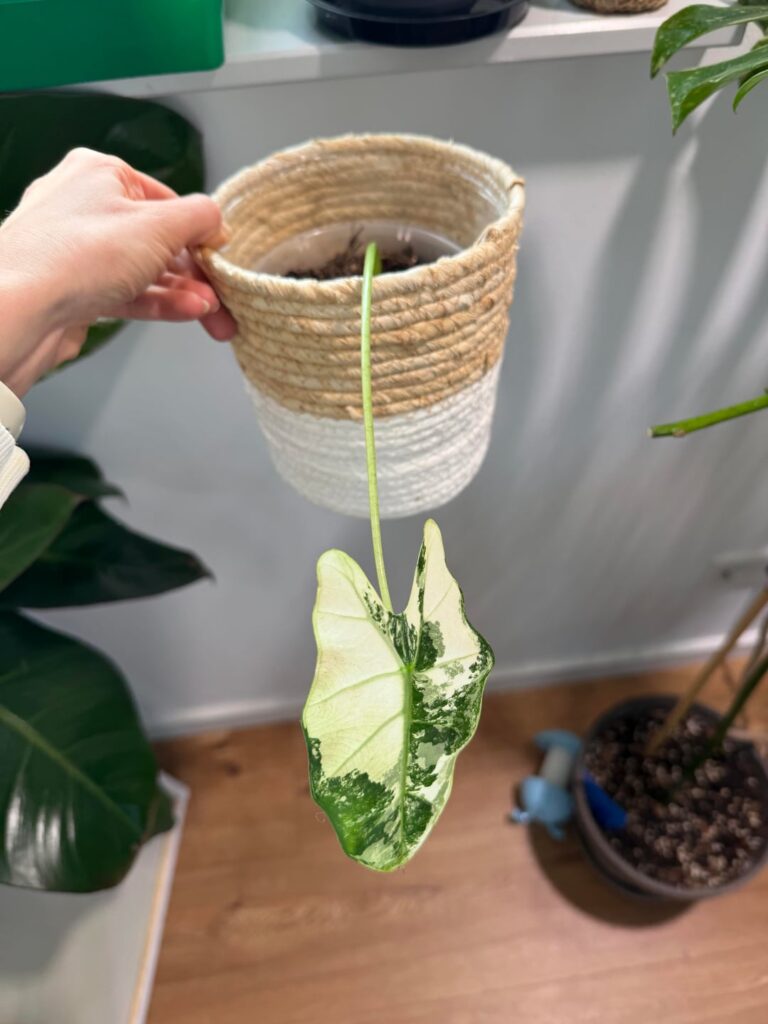 How can I save it?🥺