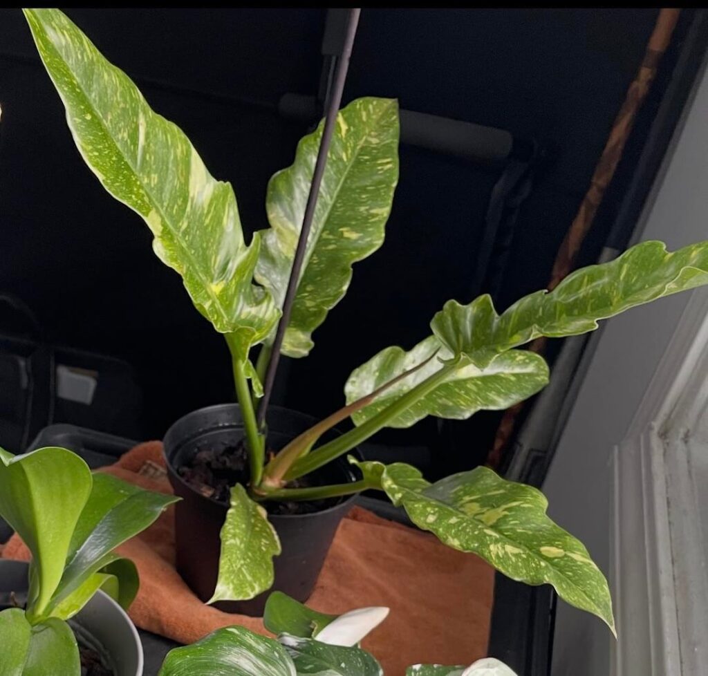 Just wanted to share my ring of fire philo… 1st photo is when I first got her (04/2025) and 2nd photo is of her now (02/2026)😊😊😊her leaves are 9-10 inches long now🥰