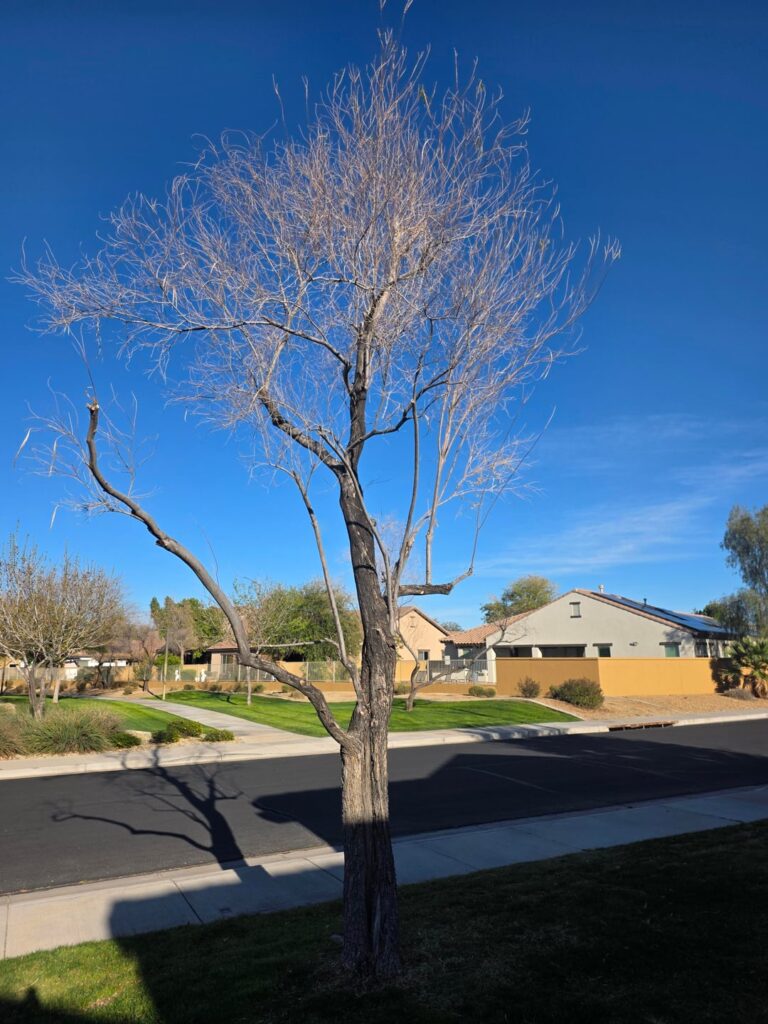 Prune advice for a Desert Willow