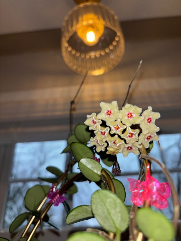 My first Hoya bloom!!! 🥹