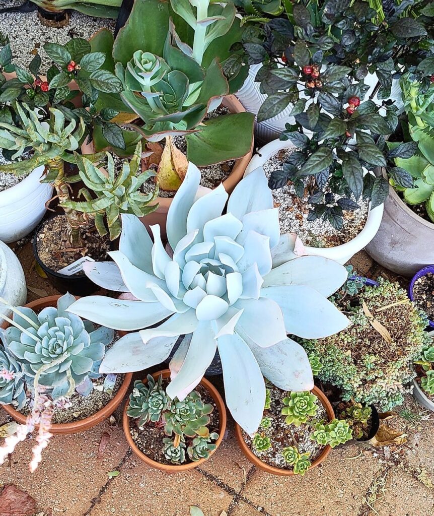 11 months of growth for my Echeveria cante, 10cm/4" to 40cm/16" monster.