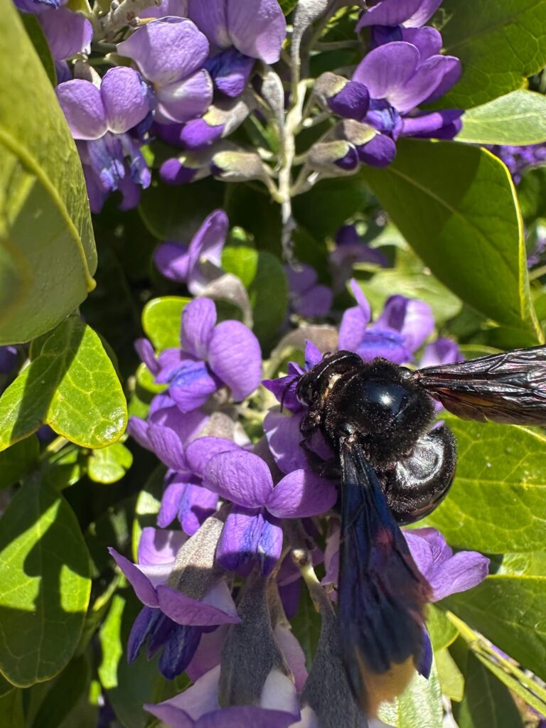 Spring blooms 2026 coming in hot ☀️