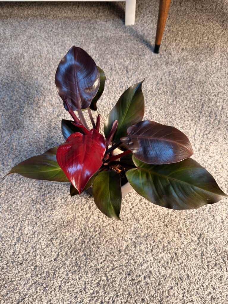 Too much light for McColley’s Finale?