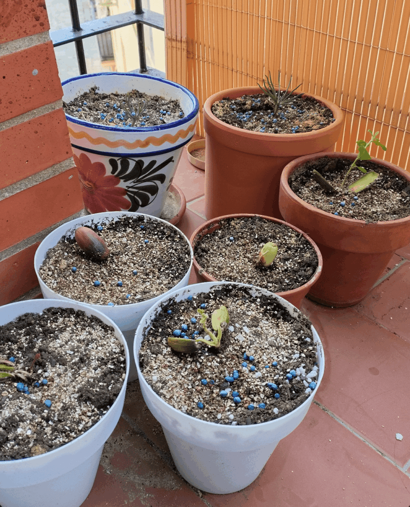 My baby trees
