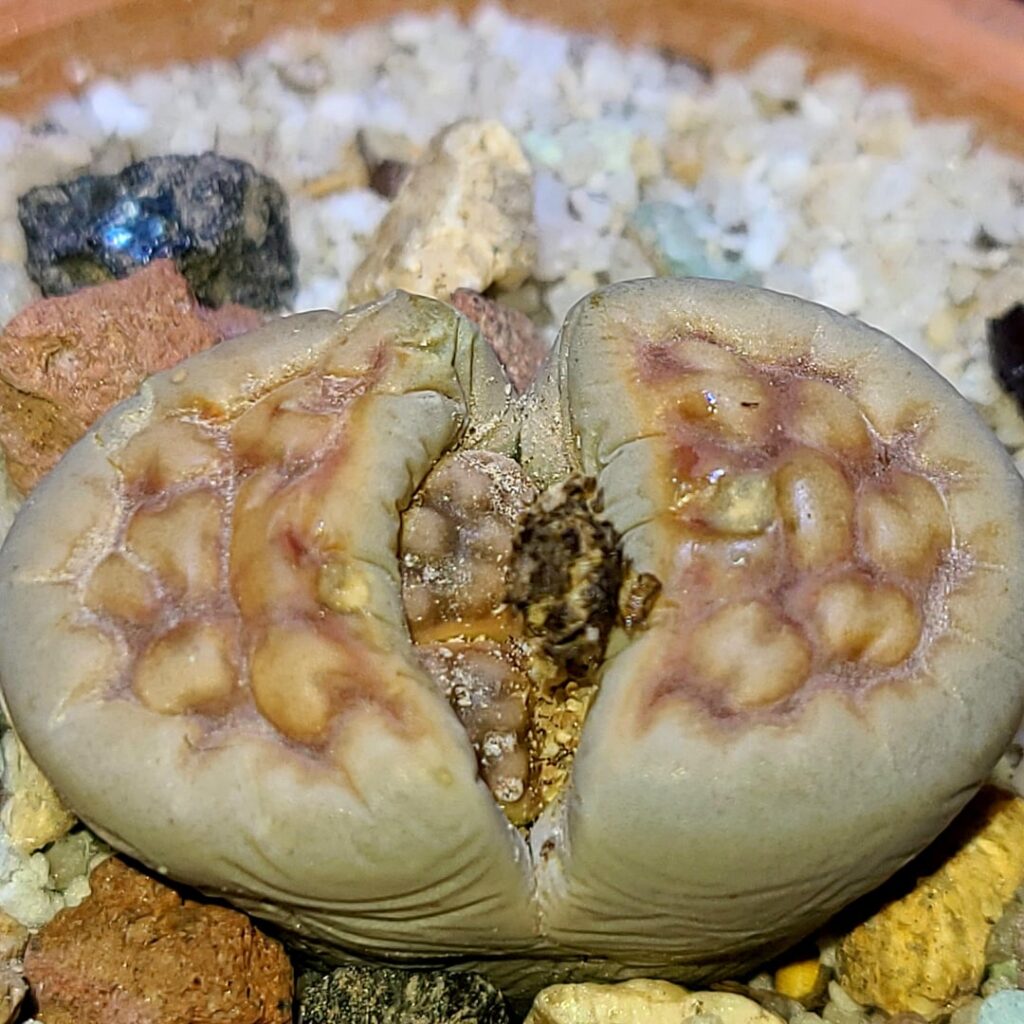New lithops are splitting. Others may be splitting (?) and one looks weird.