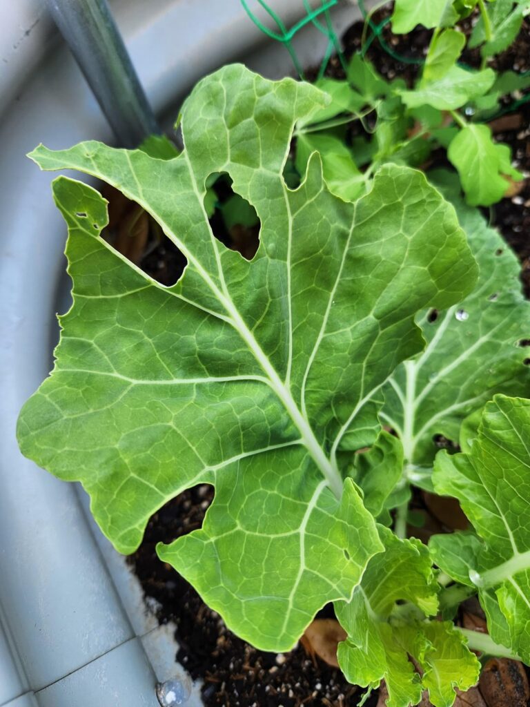 Who's eating my collards?