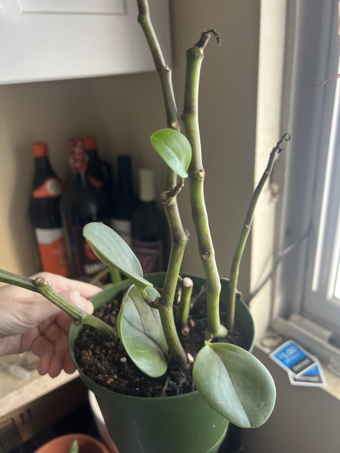 Help ID this houseplant (gifted~1 year ago) – leaves fell off, want to save it