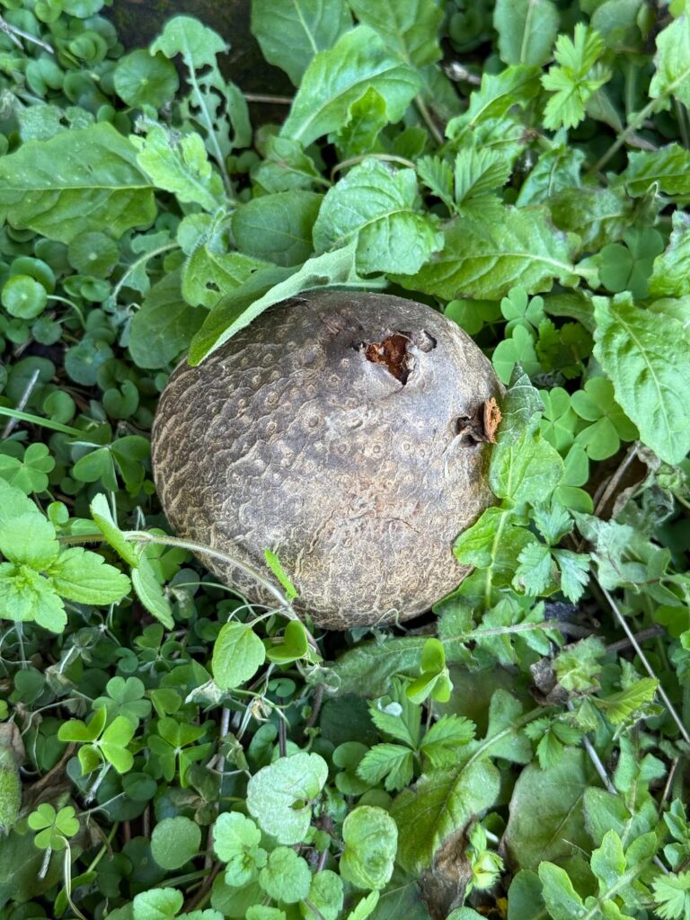 Potato sized bulbs on top of the ground in south Louisiana
