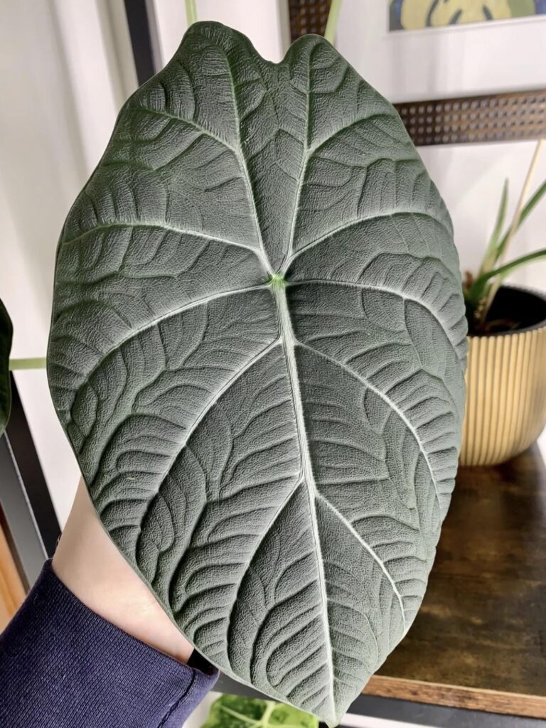 What plant is this and what are the benefits of this plant
