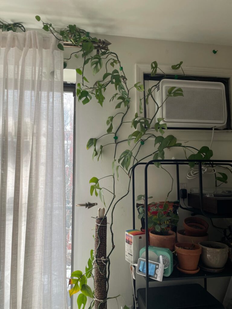 Should I trim drastically?