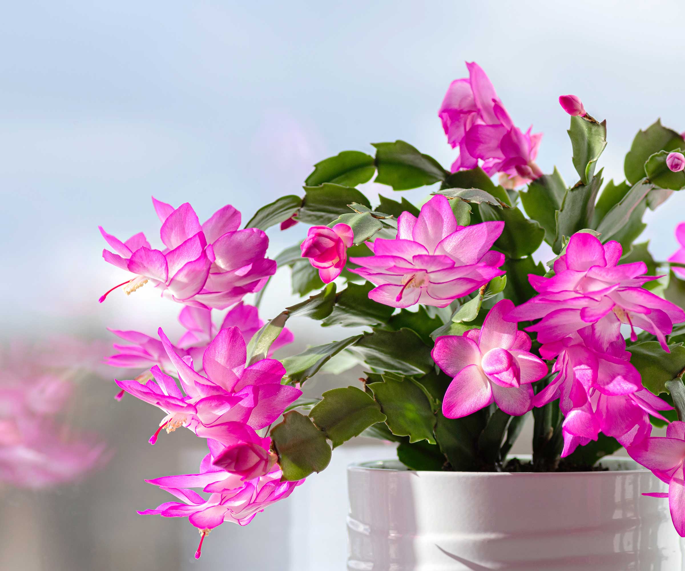 Christmas cactus with pink flowers by window