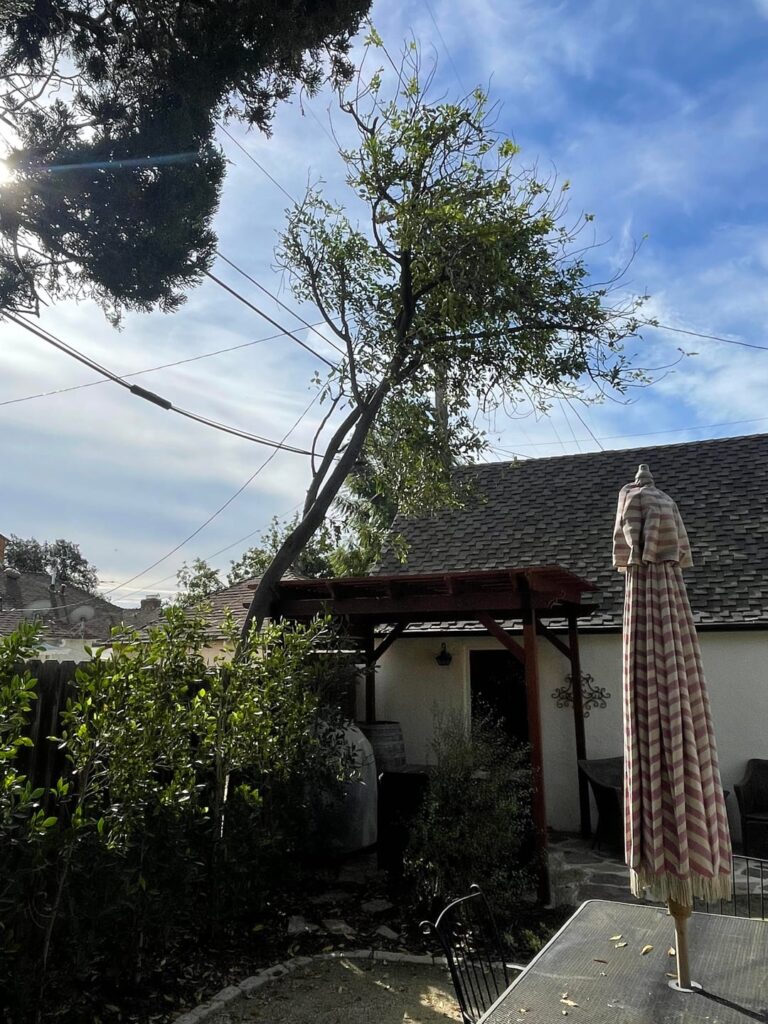 Leaning tree question. Leaning tree question.