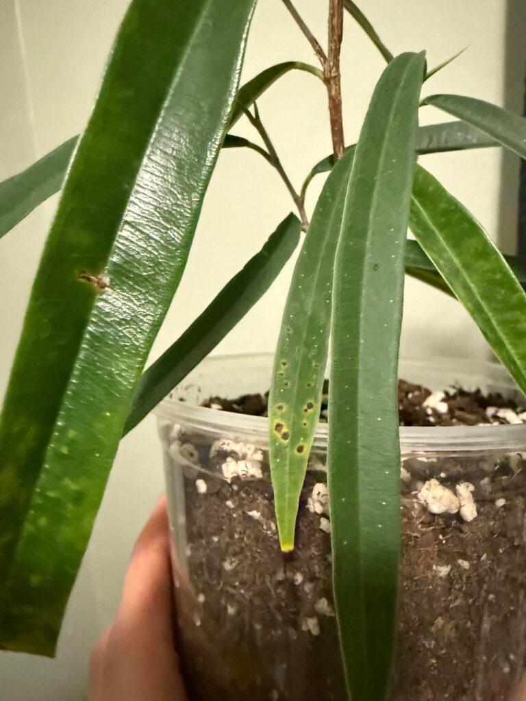 Ficus alii. any ideas?