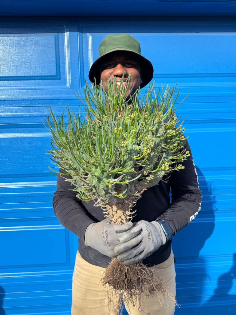 Euphorbia schoenlandii