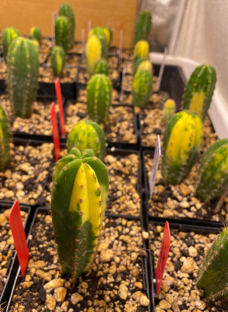 Vari Scop baby update- This winter has been fun keeping all these guys going.