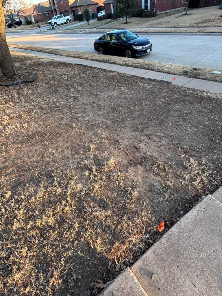 DFW - barren dirt advice