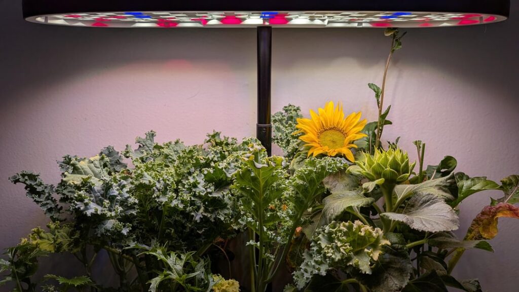 Mini sunflowers, and kale...