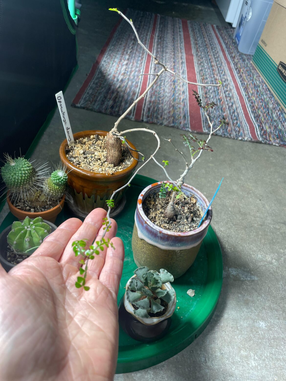 Operculicarya pushing out lots of new leaves and dropping them.