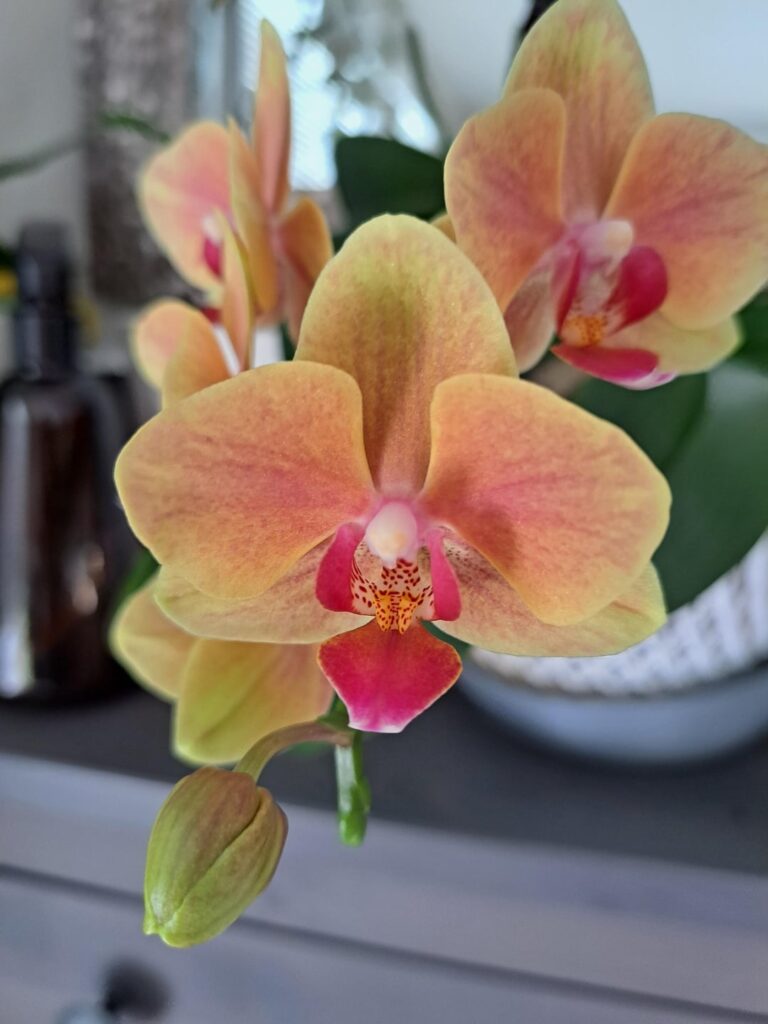 Orchid blooms make me so happy
