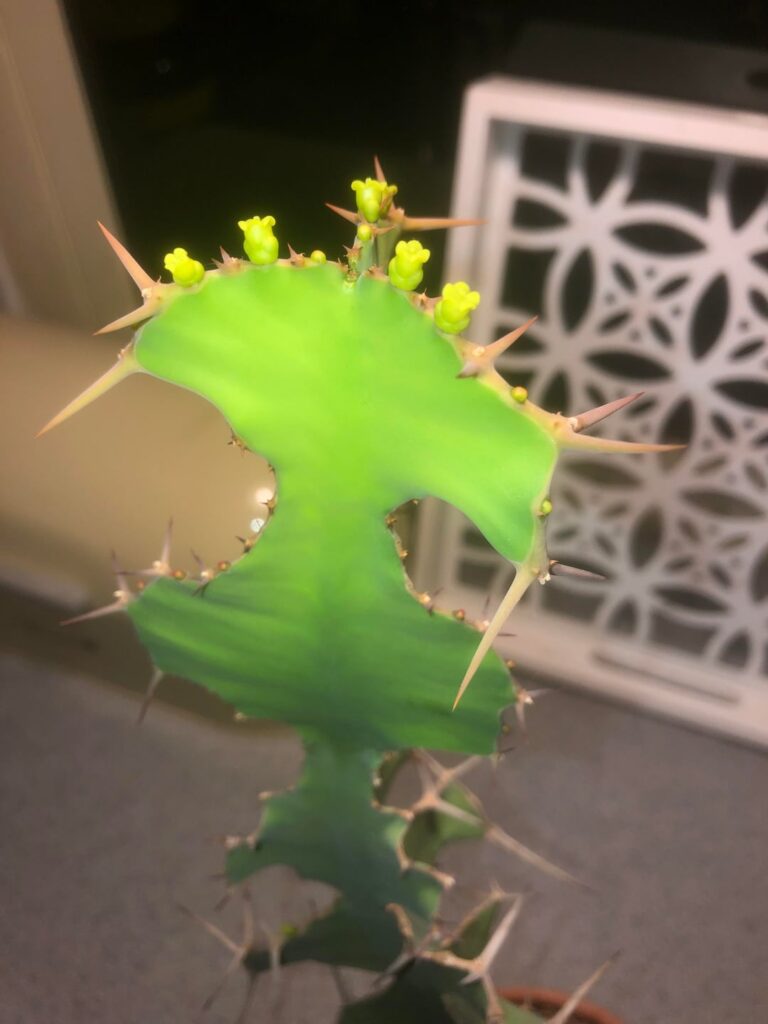 Euphorbia grandicornis blooming