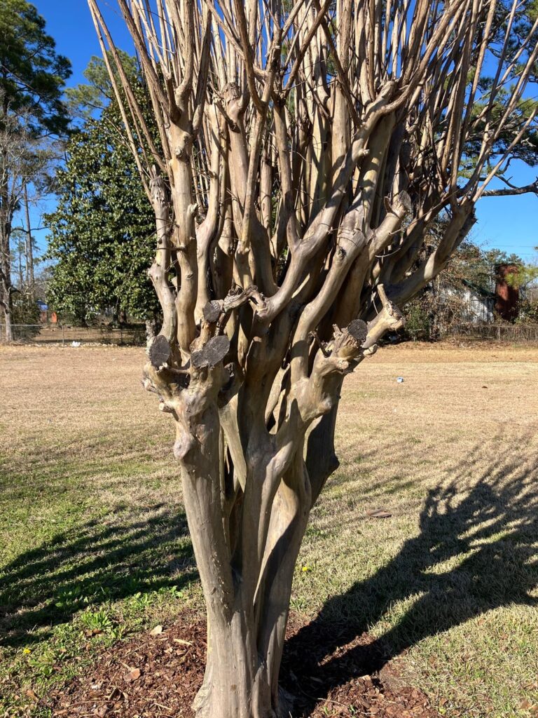 I’m in Alabama and I see lots of these trees.