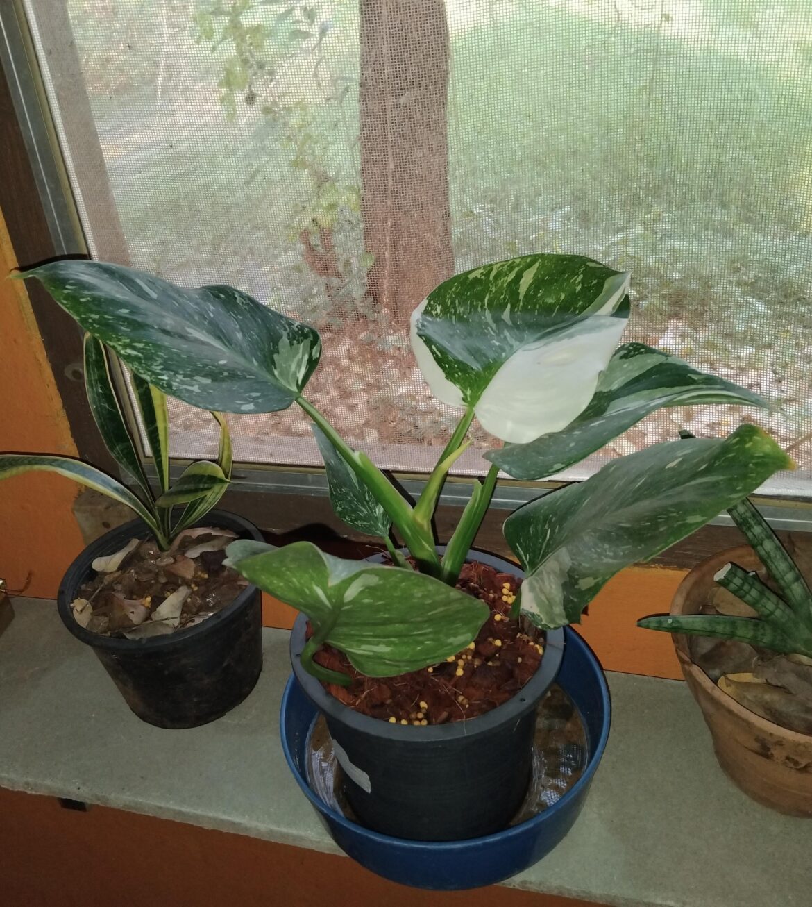 Philodendron White Wizard Marble