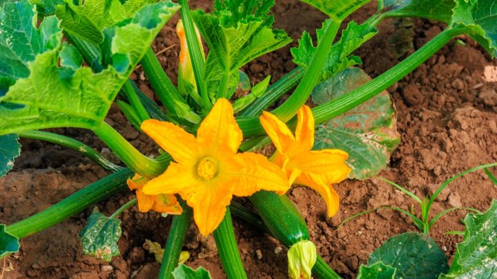 February gardening: Essential Summer care and what to plant now Share via email