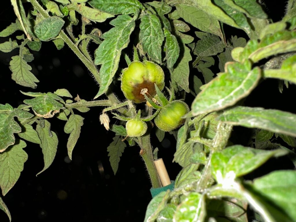 Bottom of tomatoes are brown and mushy