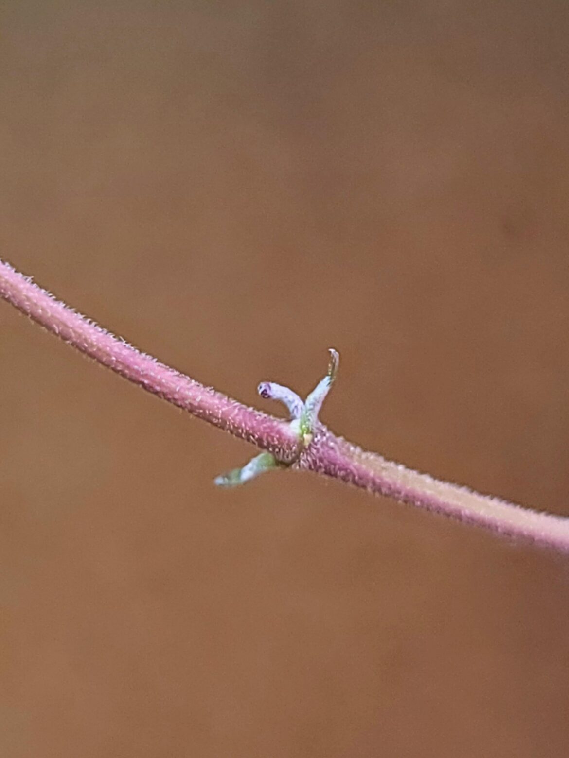 Eeny weeny teeny weeny shriveled little short... peduncle? 🤭🫣