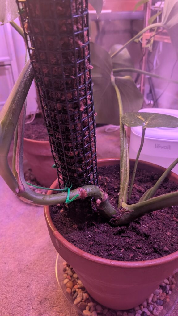 Is this moss pole positioned correctly?