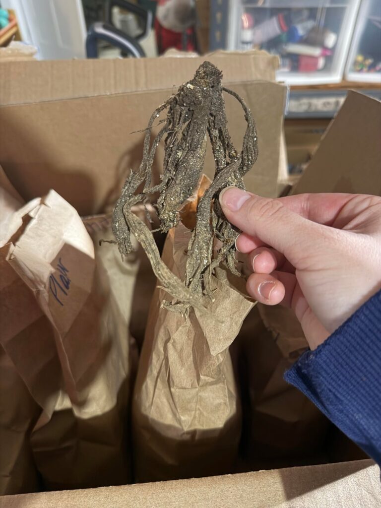 Second year failing to overwinter tubers